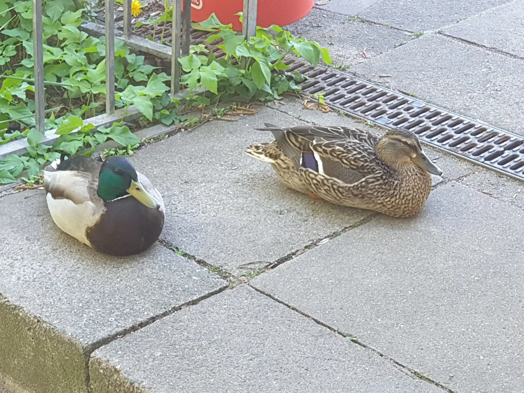 Zwei Enten rasten auf der Pflastersteinfläche neben dem Kaffeegarten von Bei Andy am Wakenitz in Lübeck – ein typisches Moment aus dem Kiez-Treffpunkt.